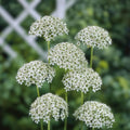 Allium Bulbs 5-Pack White Green Flowers Fragrant Deer Resistant Mid-Spring Blooms Allium nigrum