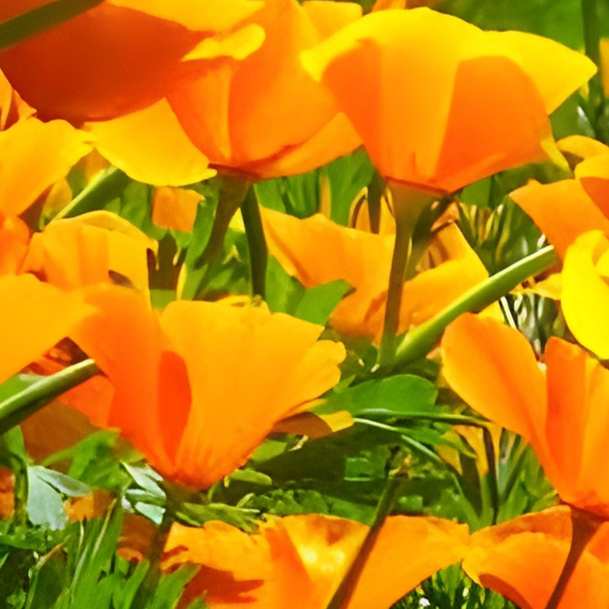 California Poppy Seeds - 100+ Bright Orange Eschscholzia californica for Garden or Wildflower Mix