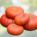Cinderella Pumpkin Seeds 30+ Heirloom Seeds for Home Gardening, Decorative & Edible Cucurbita pepo