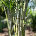 Sugarcane Cuttings 3 Pieces - Sweet Varietal Saccharum officinarum - Live Planting Material for Growing