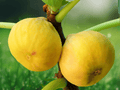 1 Live Plant Yellow Long Neck Fig Tree Ficus carica Starter Plug