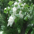Cottonwood Tree Cuttings 2 Pack - Fast Growing Shade Trees Populus deltoides - Live Planting Material for Landscaping