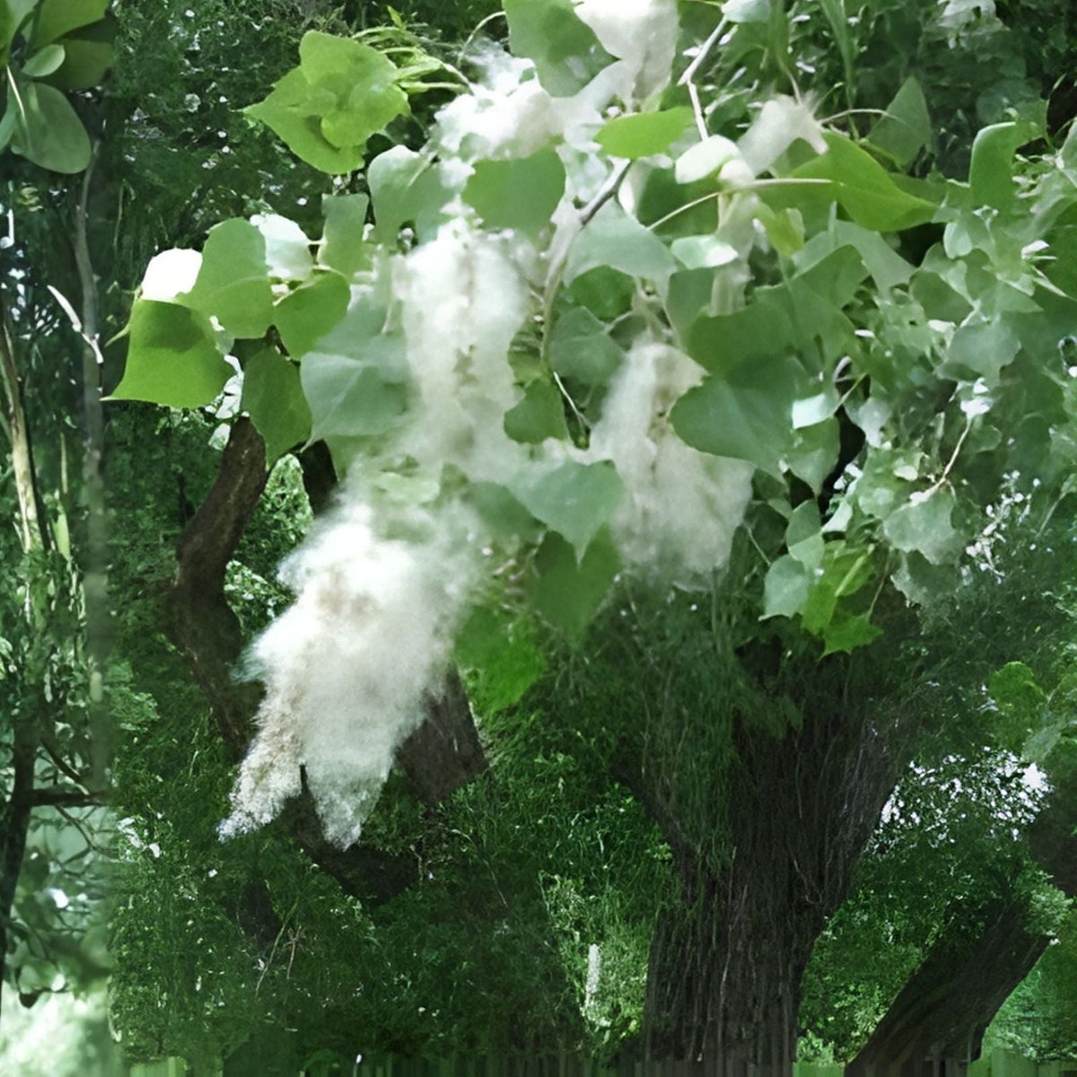 Cottonwood Tree Cuttings 2 Pack - Fast Growing Shade Trees Populus deltoides - Live Planting Material for Landscaping