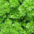 Heirloom Parsley Seeds - Triple Curled Non-GMO Culinary Herb - Petroselinum crispum - 25+ Seeds
