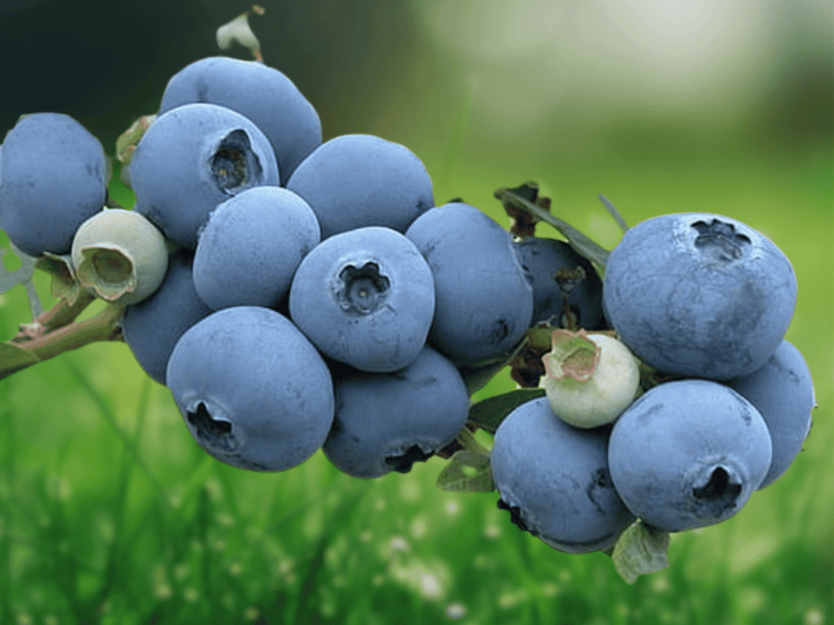 6 Inch Live Starter Plant Blueberry Sunshine Blue Southern Highbush Vaccinium