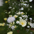 White Wedding Wildflower Mix - 200+ Seeds - All White Blend of Wildflowers - Ideal for Weddings and Events
