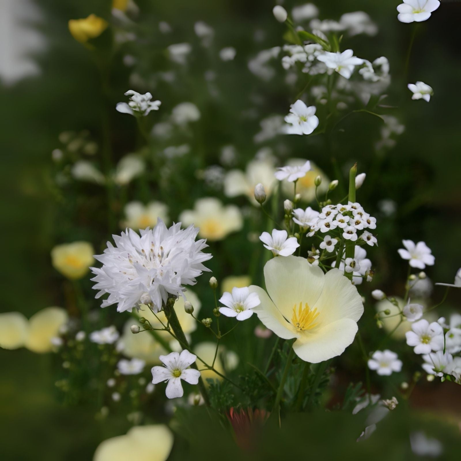 White Wedding Wildflower Mix - 200+ Seeds - All White Blend of Wildflowers - Ideal for Weddings and Events