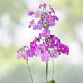 Primula Mala Seeds 100 Count Pink Flowering Plant Seeds for Garden and Landscape Primula mala