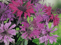 5 Monarda didyma 'Panorama Mix' Seeds