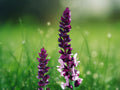 50 Seeds Salvia Splendens Pink Purple Mix Bicolor Blooms Annual Flower Pollinator Friendly Easy Grow Garden Bedding Plant
