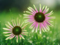 50 Seeds Green Envy Coneflower Echinacea Purpurea Perennial Green Pink Blooms Hardy Pollinator