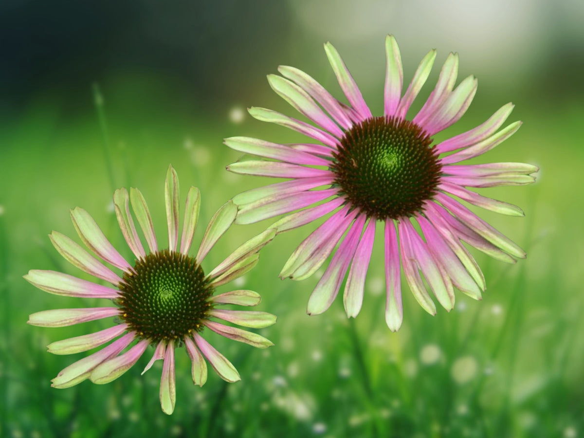 50 Seeds Green Envy Coneflower Echinacea Purpurea Perennial Green Pink Blooms Hardy Pollinator