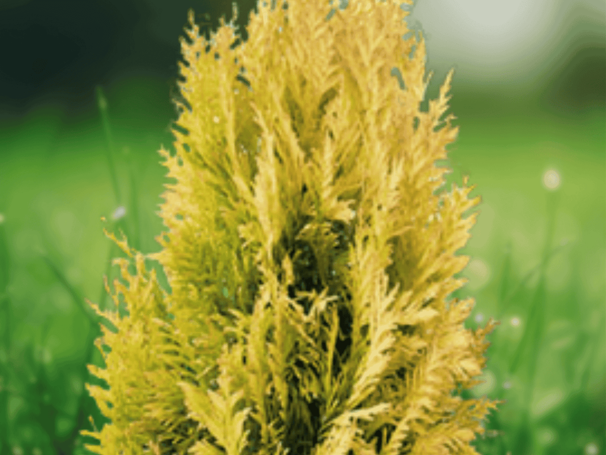 3 Platycladus orientalis Starter Plug Berckman's Gold Arborvitae Evergreen Landscape Plant