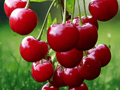 5 Seeds Prunus avium Sweet Cherry Hardy Fruiting Cherry Tree Edible Orchard