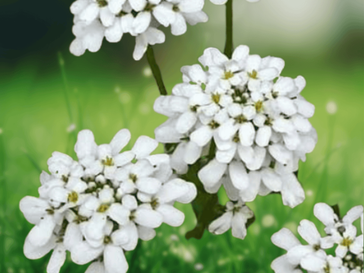 10 Seeds Perennial Candytuft Iberis sempervirens Ground Cover Flower