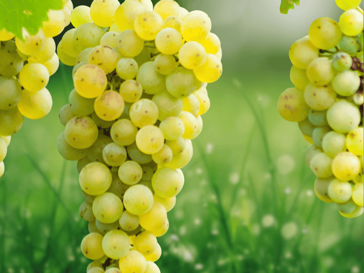 5 Seeds Chardonnay Grape Vitis vinifera Fruit Vine Wine Grape Plant