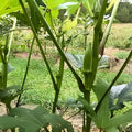 Okra Seeds 500 Count Perkins Long Pod Heirloom Non-GMO Abelmoschus esculentus Vegetable Seeds