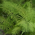 Kunth's Maiden Fern Live Plants 5-Pack - Thelypteris kunthii Southern Native Shade Fern for Garden and Indoor Decor