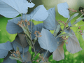 5 Seeds Tilia tomentosa Silver Linden Deciduous Shade Tree