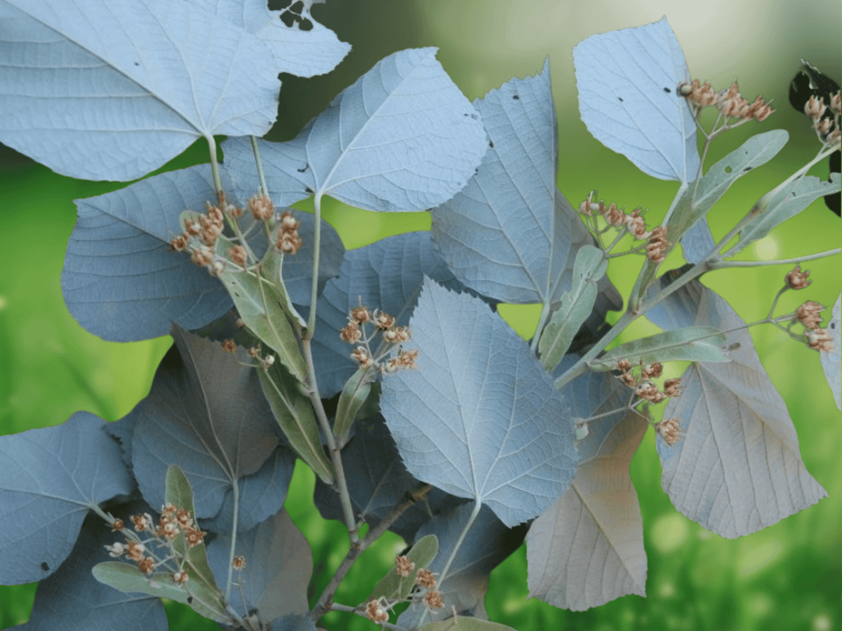 5 Seeds Tilia tomentosa Silver Linden Deciduous Shade Tree
