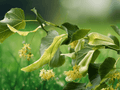 5 Seeds Tilia cordata Littleleaf Linden Hardy Deciduous Shade Tree