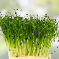 Red Kale Microgreen Seeds 8oz – Nutrient-Dense Brassica oleracea var. sabellica Sprouting Seeds for Healthy Growth