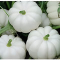 Small White Pumpkin Seeds 20 Count Casperita Variety Non-GMO for Planting and Decor