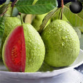 Guava Fruit Tree Seeds - Tropical Exotic Fruit - Psidium guajava - Ideal for Planting and Home Gardens