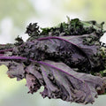 Red Kale Microgreen Seeds 16oz, Brassica oleracea Var. sabellica, Nutrient-Dense Sprouting Seeds for Healthy Eating