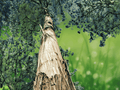 10 Seeds Eucalyptus regnans Mountain Ash Tree Tall Hardwood Shade Tree