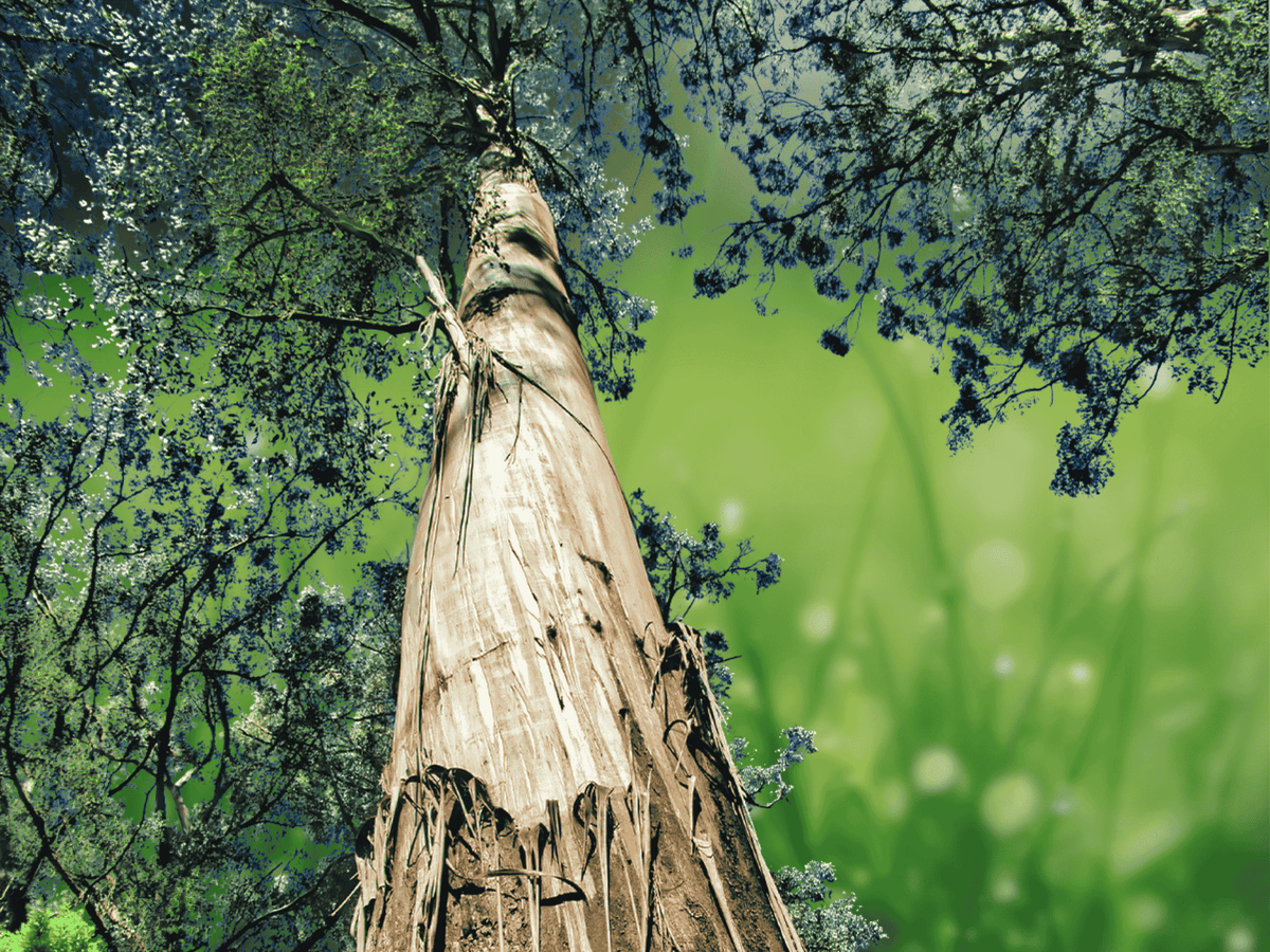 10 Seeds Eucalyptus regnans Mountain Ash Tree Tall Hardwood Shade Tree