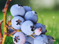 1 Live Plant Sharpblue Blueberry Vaccinium corymbosum Starter Plug