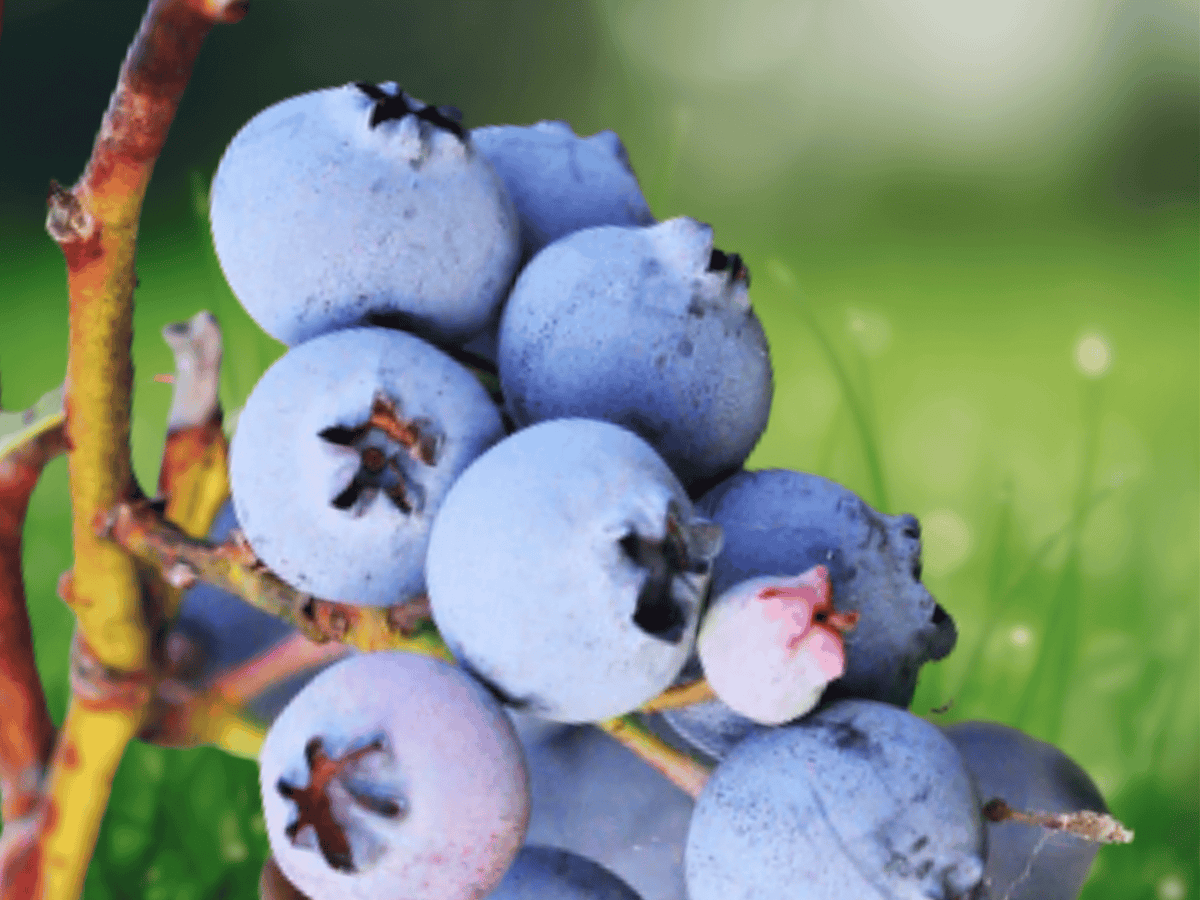 1 Live Plant Sharpblue Blueberry Vaccinium corymbosum Starter Plug