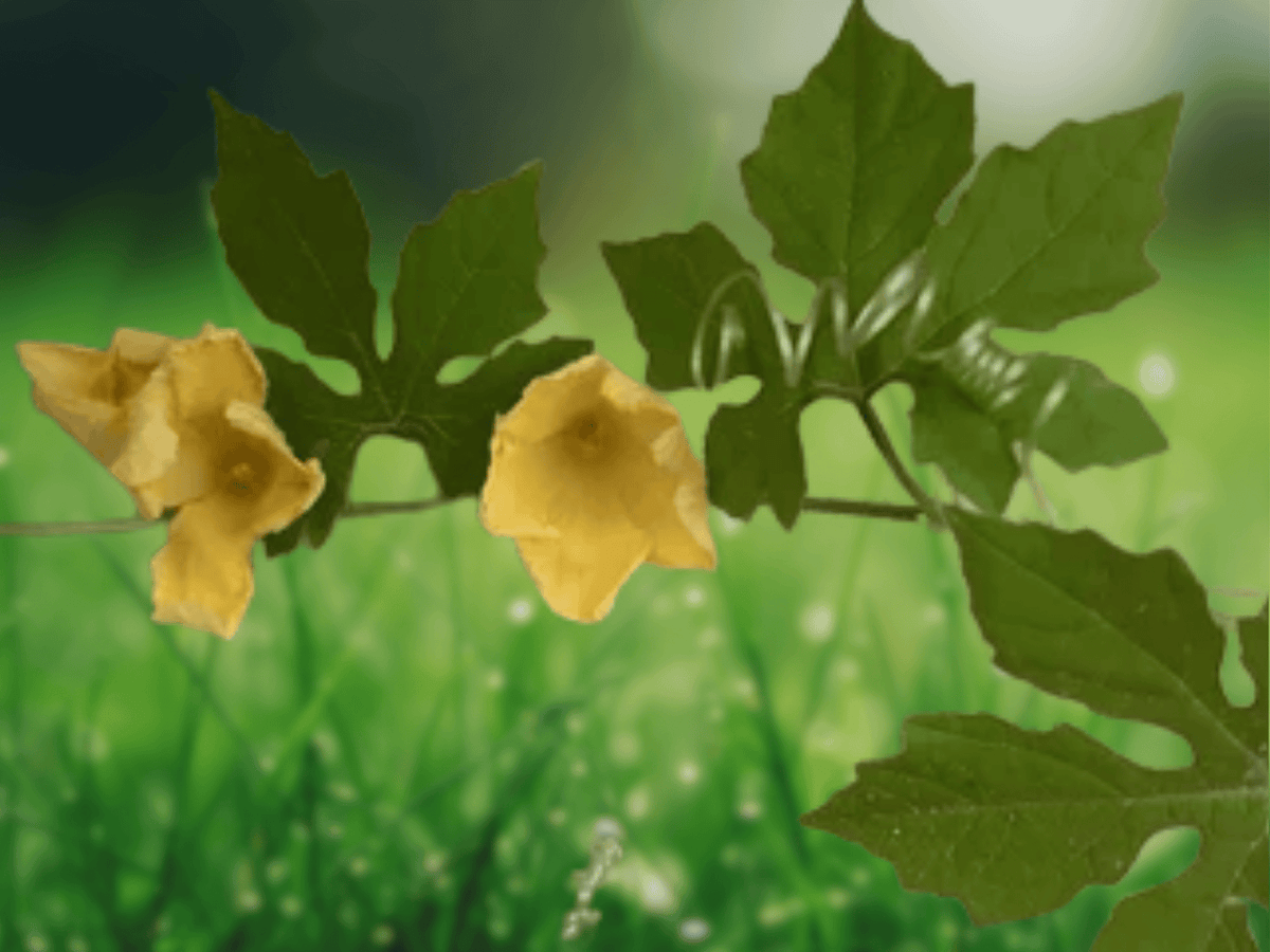 10 Seeds Thai Balsam Pear Gymnopetalum chinense Climbing Vine Tropical Gourd