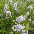 Threadleaf Bluestar Live Plant 4" Pot - Amsonia hubrichtii Perennial Ground Cover with Delicate Blue Flowers