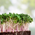 Red Kale Microgreen Seeds 12 oz – Nutrient-Dense Superfood for Home Gardening – Brassica oleracea