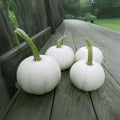 Blanco White Pumpkin Seeds - 10 Seeds for Planting - Great for White Jack-O-Lanterns - Cucurbita pepo
