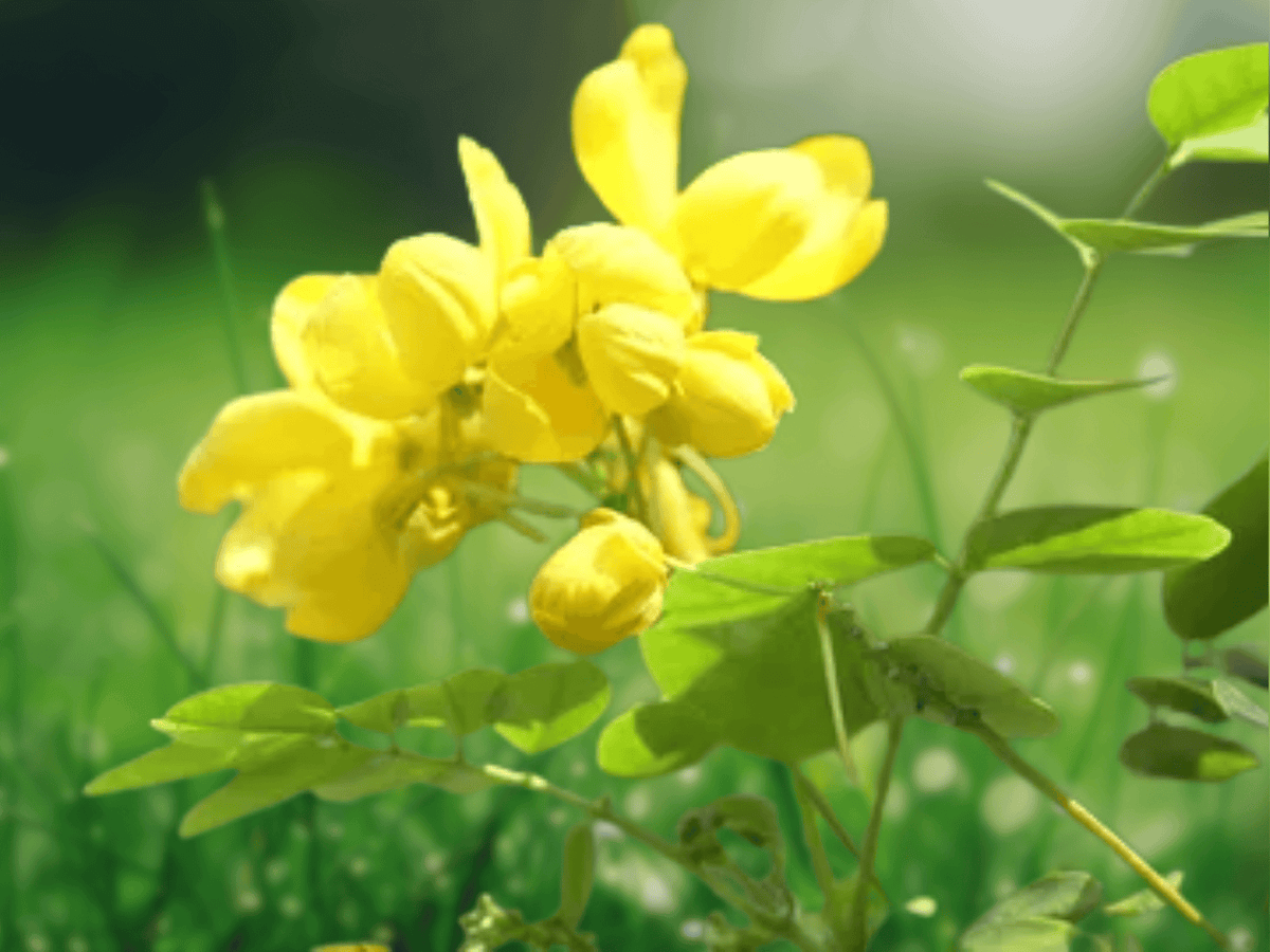 5 Seeds Cassia tora Sickle Senna Yellow Flower Plant
