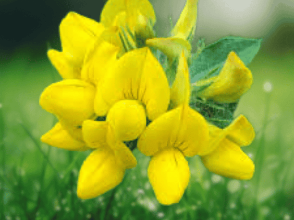 10 Seeds Birds Foot Trefoil Lotus corniculatus Yellow Flower Groundcover