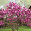Jane Magnolia Tree - 24" Bare Root Live Plant with Reddish Purple Blooms - Magnolia x 'Jane'