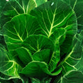 Danvers 126 Carrot Seeds - Heirloom Organic Vegetable Seeds - 500+ Seeds - Daucus carota