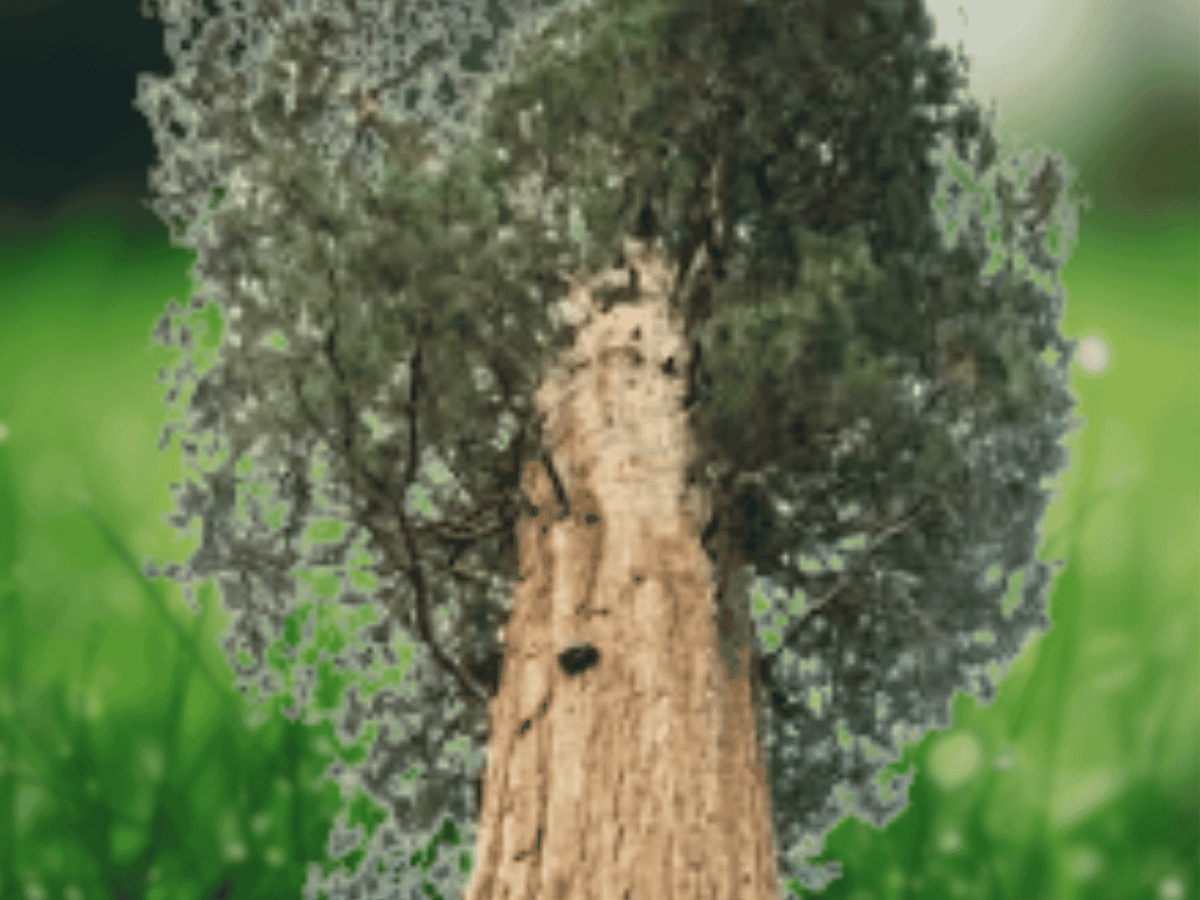 1 Live Plant Giant Sequoia 6" Bare Root Starter