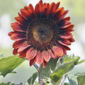 Red Sunflower Seeds for Planting - 50 Seeds - Helianthus annuus - Bright Red Blooms, Easy to Grow