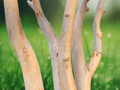 10 Seeds Eucalyptus alba White Gum Evergreen Tree