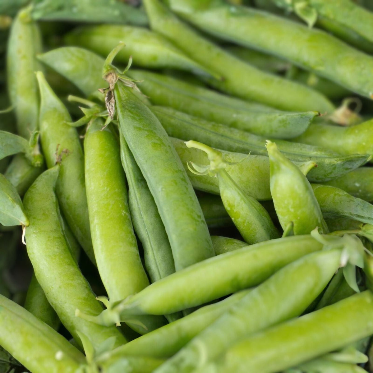 Heirloom Pea Seeds 100+ Little Marvel Non-GMO Pisum sativum for Home Gardens and Vegetable Patch
