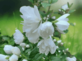 1 Live Plant Sweet Mock Orange Philadelphus coronarius 12 Inch Bare Root Starter