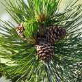 Loblolly Pine Tree Live Plant 12-16 Inches, Pinus taeda, Fresh Dug, USA Grown, Zones 5-9
