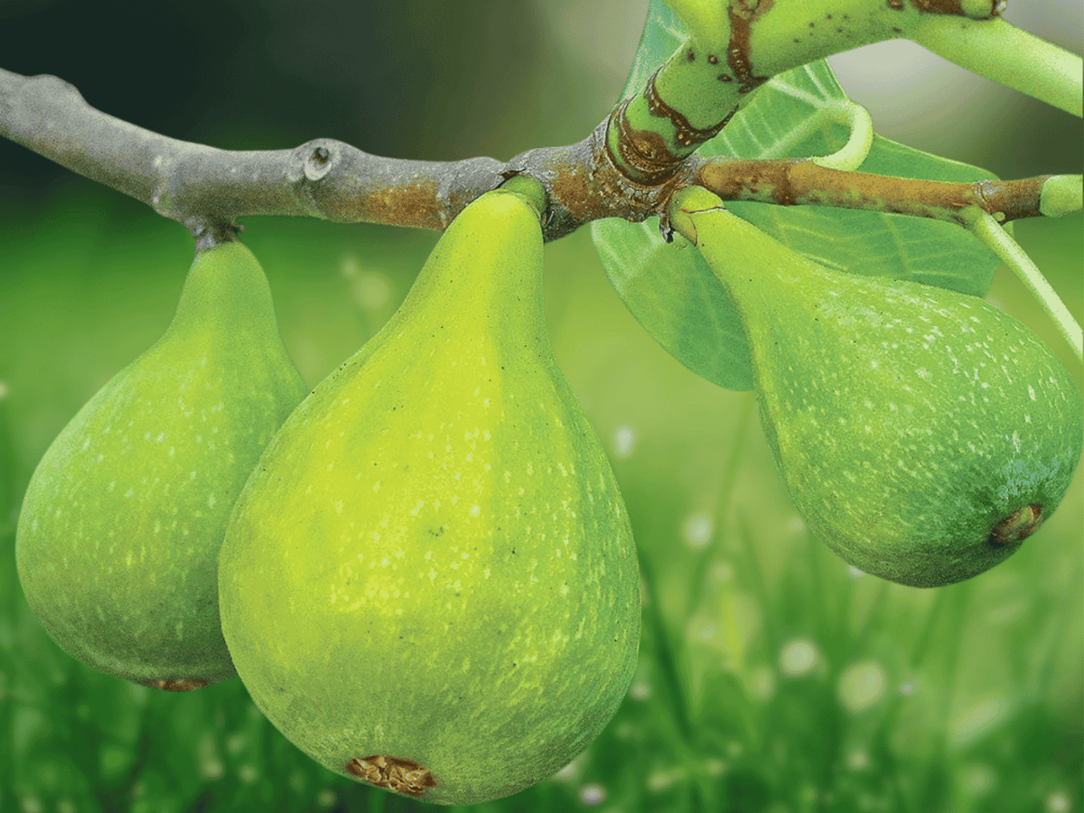 3 Fig Plant Plugs Lattarula Italian Honey Fig Tree Ficus carica Sweet Honey Flavor Fresh Eating