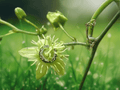 5 Seeds Corkstem Passionflower Passiflora suberosa Climbing Vine Tropical Ornamental