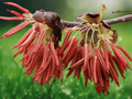 10 Seeds Euptelea pleiosperma Hardy Ornamental Shrub Tree Rare Landscape